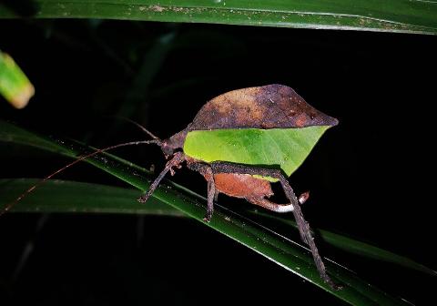 Leaf_mimiking_Katydid