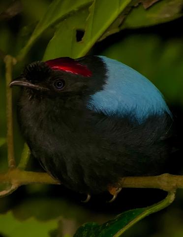 Long_tailed_Manakin