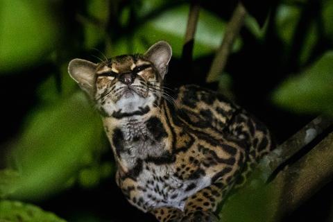 Margay_1_