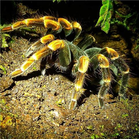 Orange_kneed_Tarantula_1_