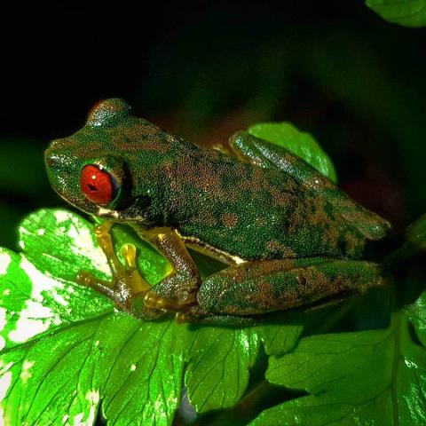 Refugio Monteverde Night Walk