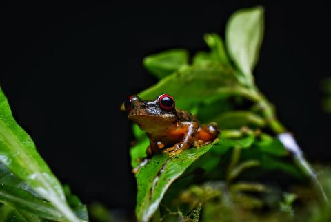 Kinkajous Night Walk