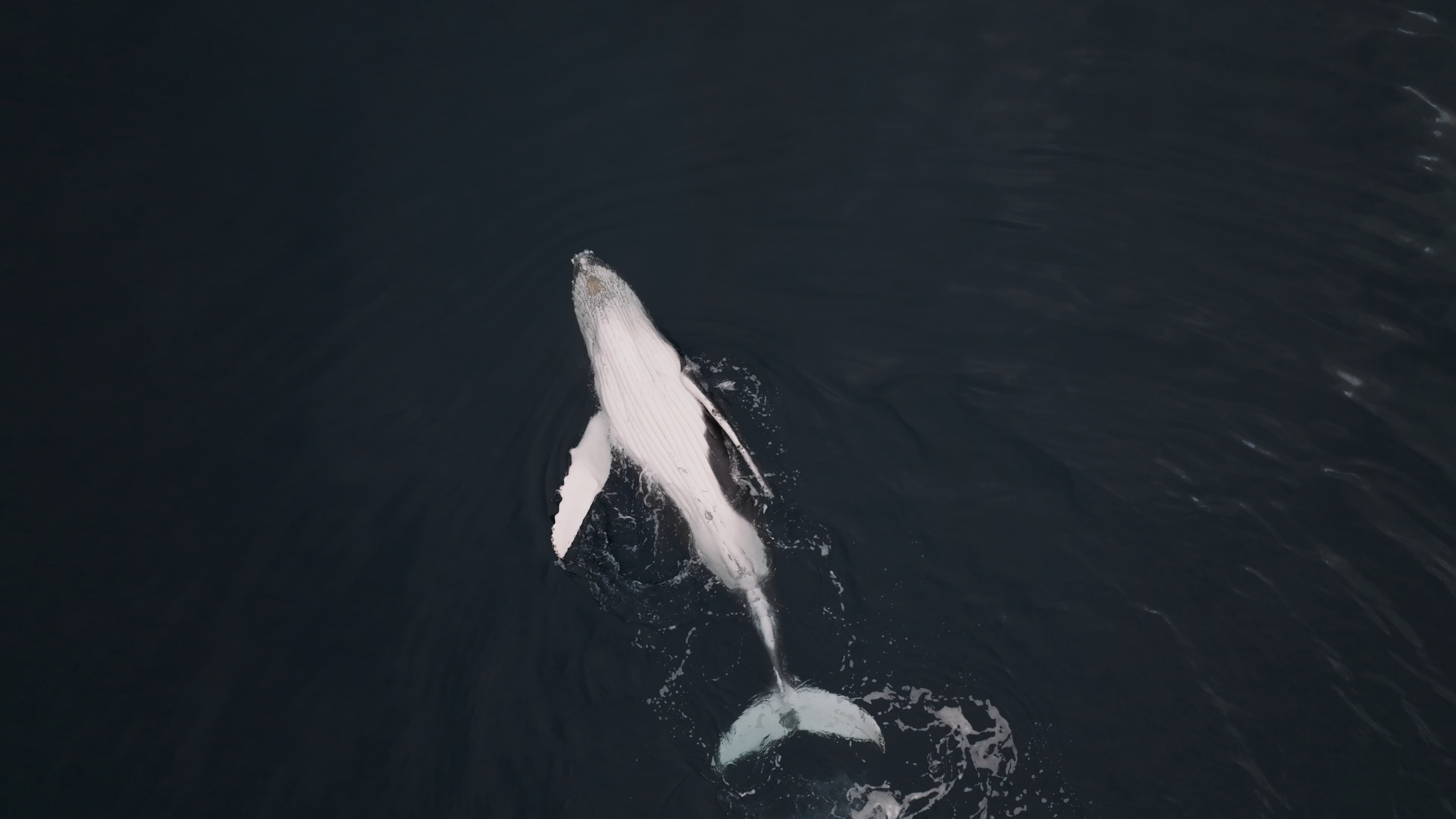 Pink Lakes and Abrolhos Scenic Flyover Tour