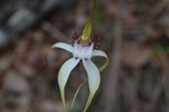 Collie Wildflower Walks 