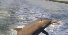 Siesta Key Dolphin Watching