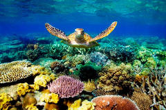 Dany Island Amazing Day Tour - Local Guests