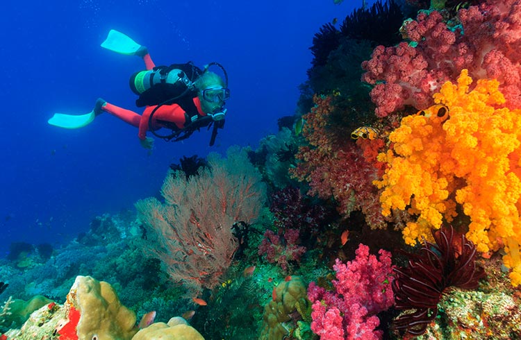 Dany Island Amazing SCUBA Diving Tour