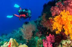 Dany Island Amazing SCUBA Diving Tour