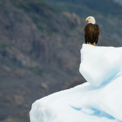 Quail Creek Bank Alaskan Cruise Inside Passage