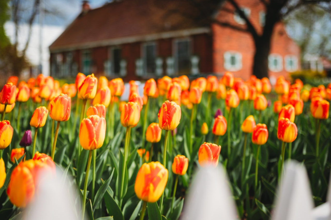 Mackinac Island featuring the Grand Hotel and the Tulip Time Festival