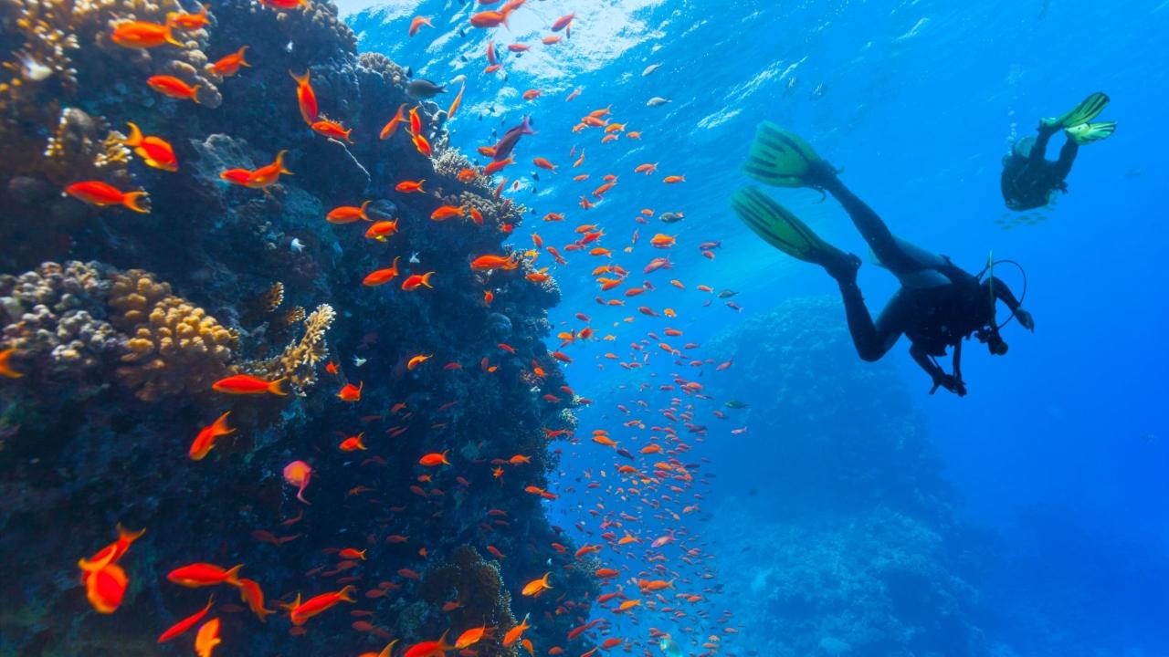 PADI Scuba Diver