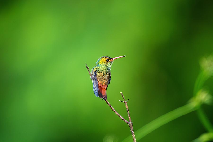 Laguna Aguacate + Spanish Lookout Area Birding Tour