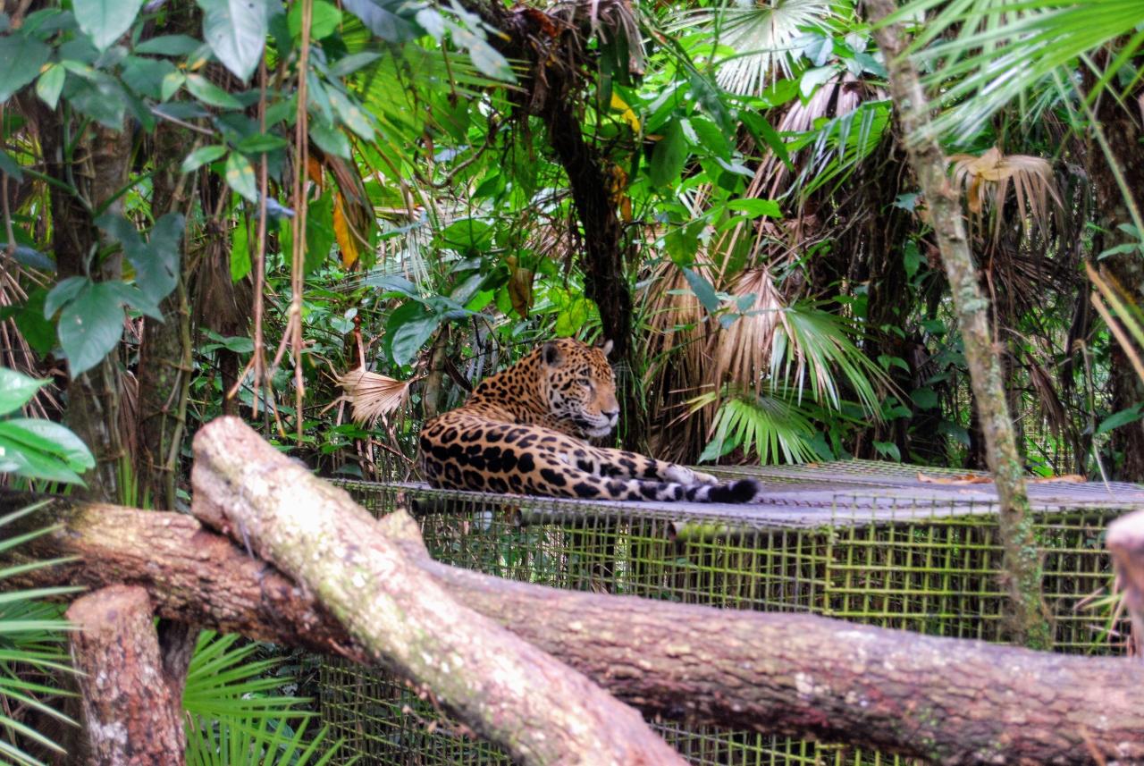 Belize Zoo & Cave Tubing