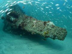 Palm Beach Reef & Scottish Prince Shipwreck Dive Trip