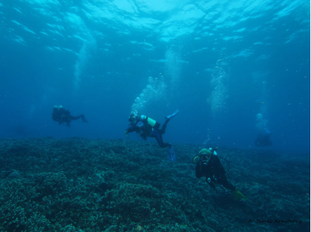 Midweek Curtin Artificial Night Dive - Single 