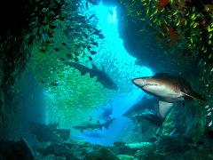 South West Rocks Dive Weekend