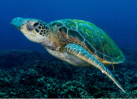 Flinders Reef Double Dive