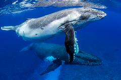 Freediving with Humpback Whales - Tonga 