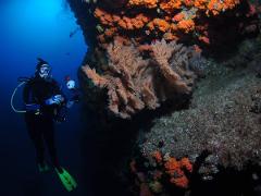 Gotham City and Flinders Reef Dive Trip
