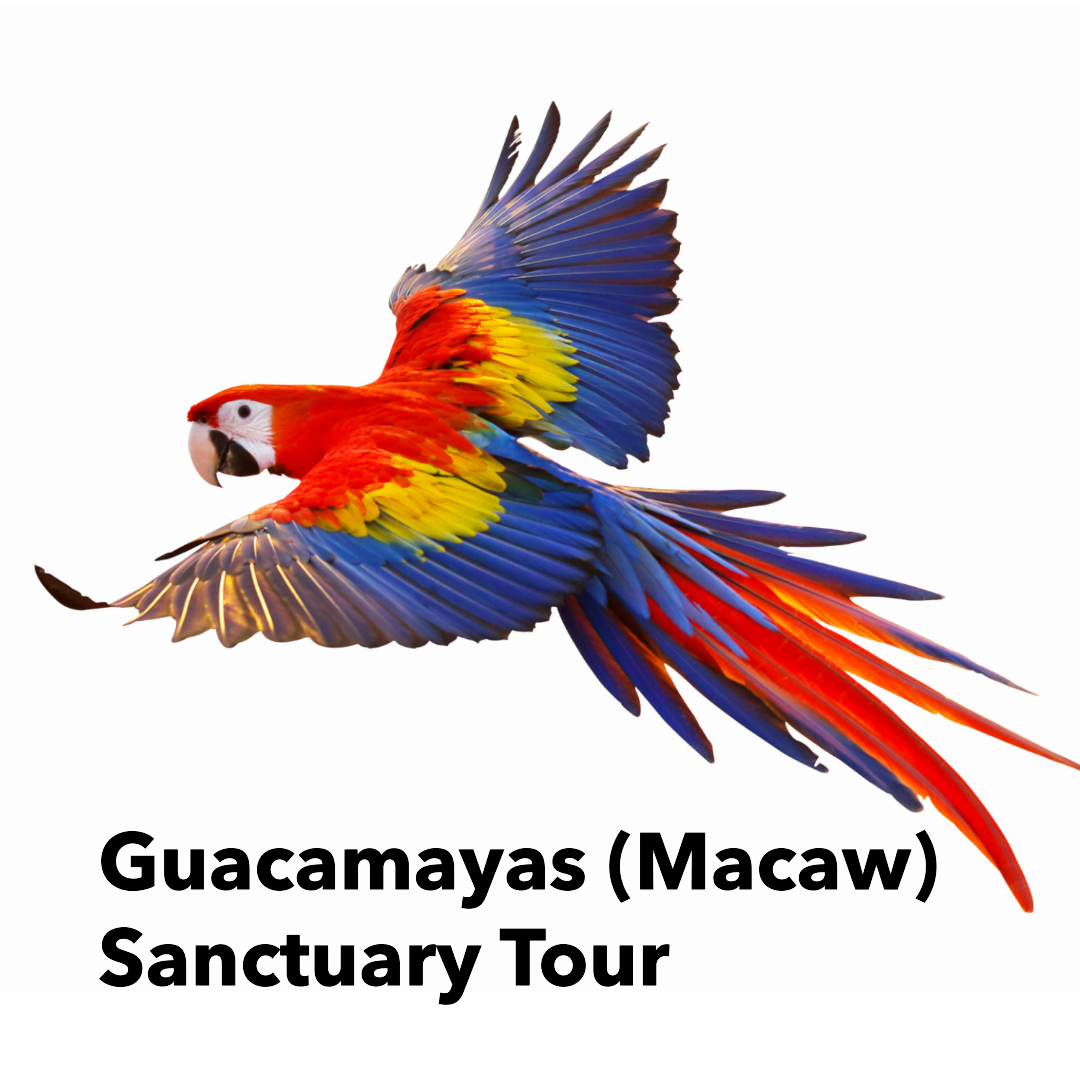 Guacamayas (Macaw) Sanctuary Bird Watching Tour​ & 300 acre Birdwatching Rancho