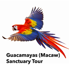 Guacamayas (Macaw) Sanctuary Bird Watching Tour​ & 300 acre Birdwatching Rancho