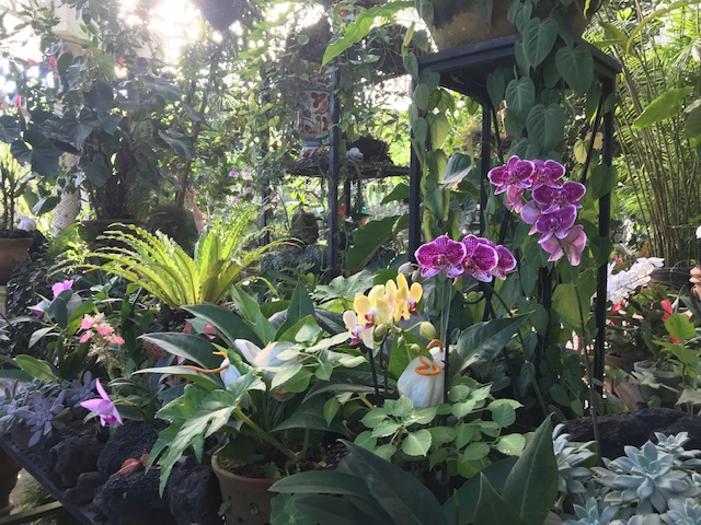 Beautiful orchids at the Vallarta Botanical Garden with lush jungle greenery in Puerto Vallarta