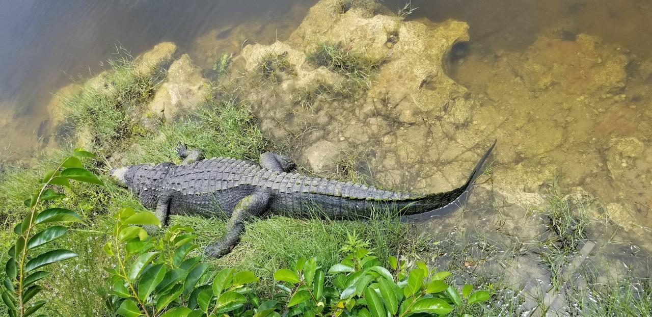 Driving Tour Loop Road in Big Cypress Preserve (Everglades)