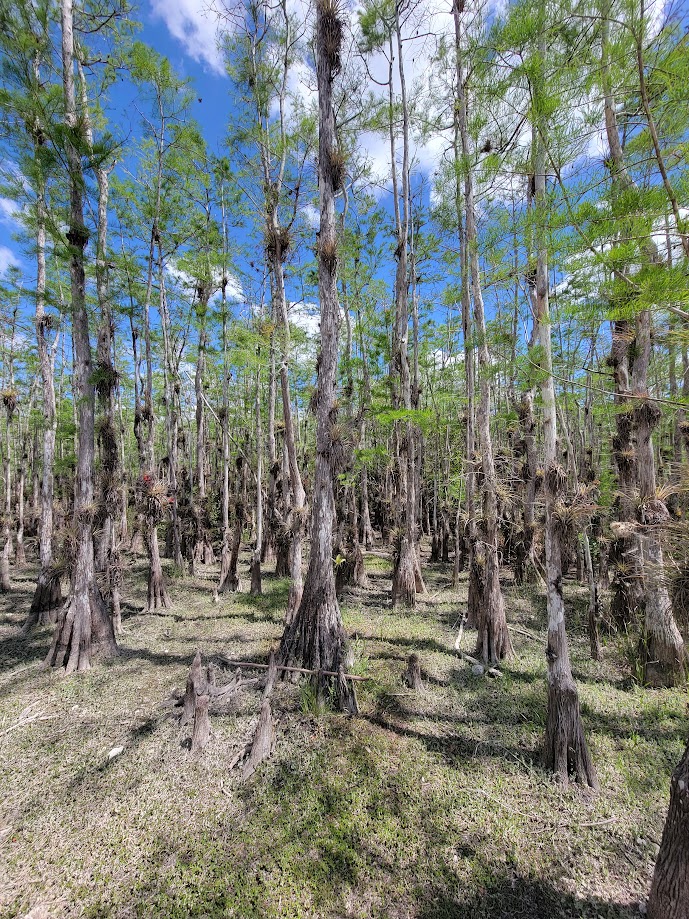 Big Cypress Swamp Hike with Boat or Airboat Ride Accompanied by a Scientist