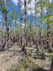 Big Cypress Swamp Hike with Boat or Airboat Ride Accompanied by a Scientist