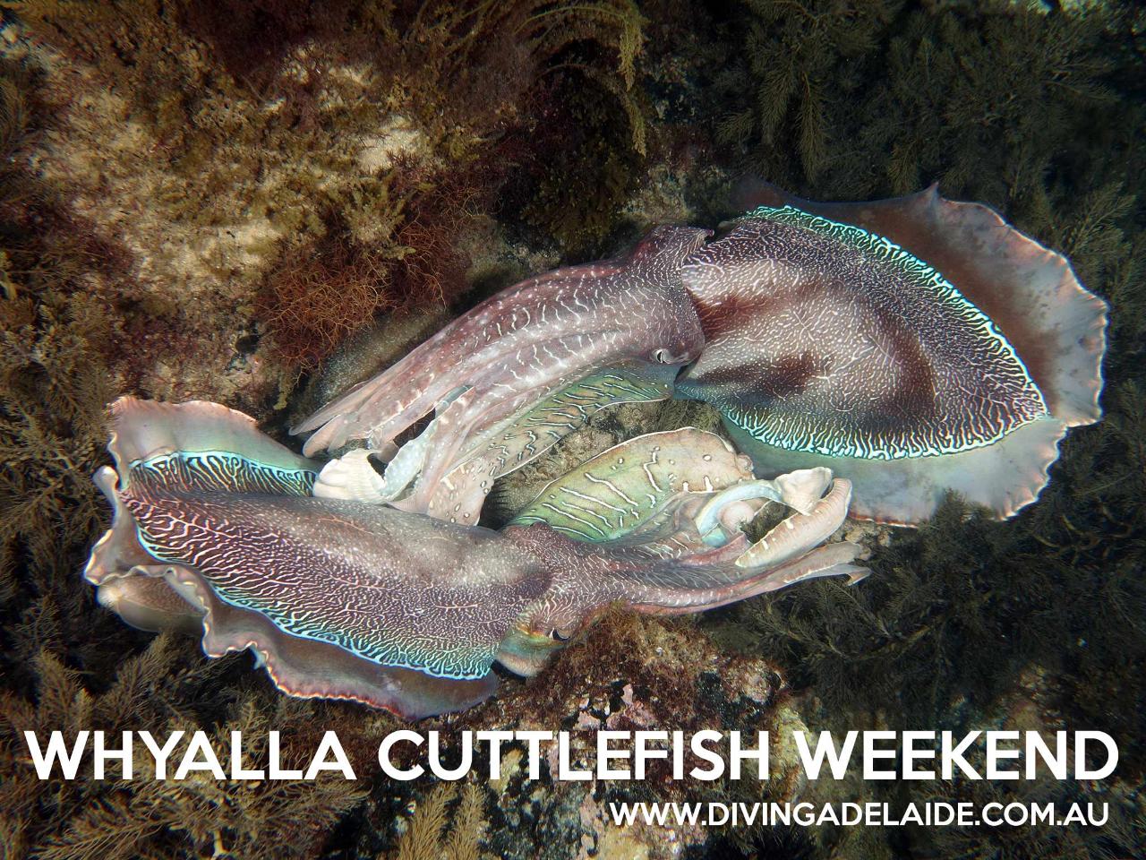 Whyalla Cuttlefish Scuba Diving Weekend Away