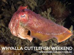 Whyalla Cuttlefish Scuba Diving Tour