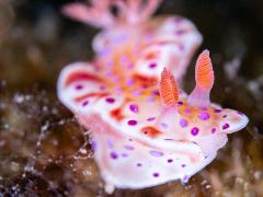 Guided Night Dives