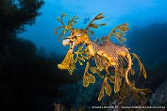 Guided Leafy Sea Dragon Dives