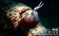 FREE Social Night Dives