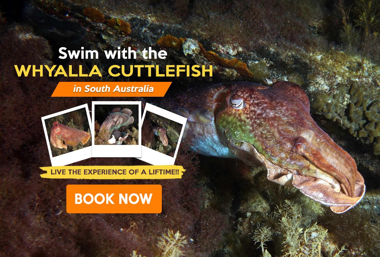 Whyalla Cuttlefish Snorkelling Tour