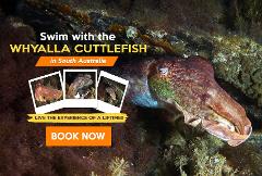 Whyalla Cuttlefish Snorkelling Tour