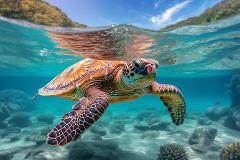  Turtle Watching Tour in Boa Vista, Cape Verde