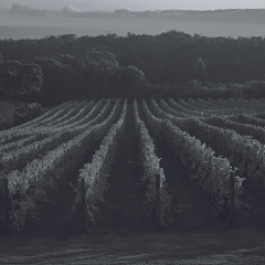 Hunter Valley Hop