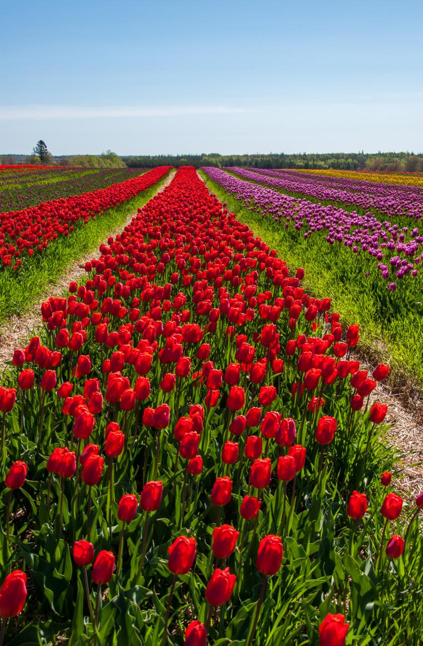 Belfast Tulip Gardens Transportation & Admission Experience