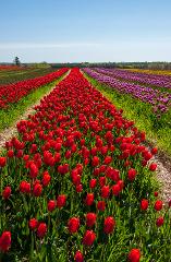 Belfast Tulip Gardens Transportation & Admission Experience