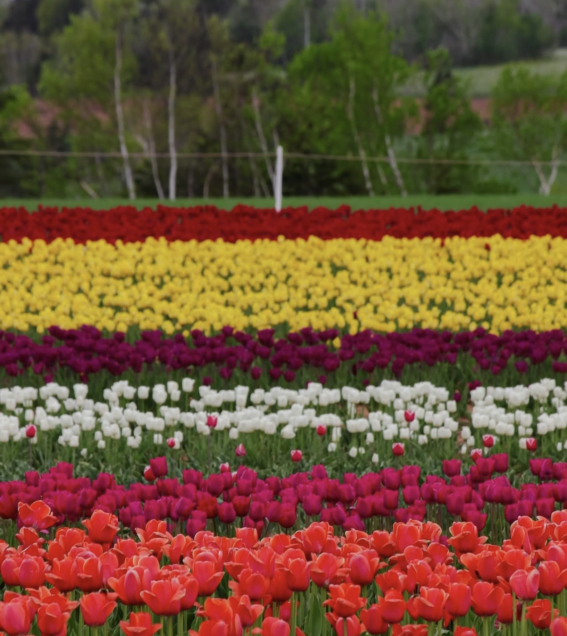 Belfast Tulip Scenic Coastal Drive & Garden Visit