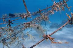 Coral Conservation Tour 