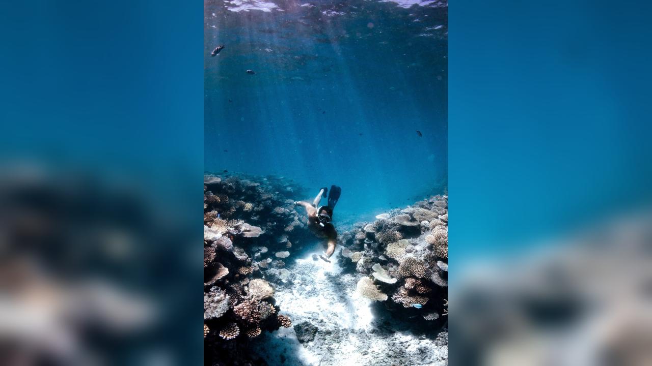 Daily Reef Snorkel 