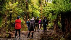 Hollyford Track