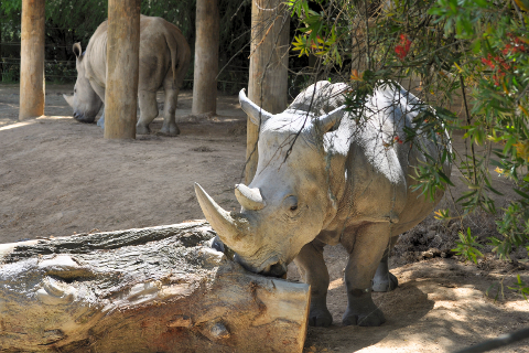 Rhino Encounter - Hamilton Zoo Reservations