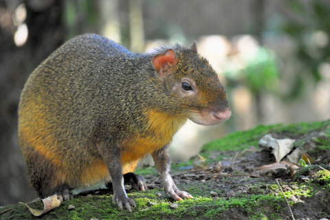 Macgouti Encounter - Hamilton Zoo Reservations