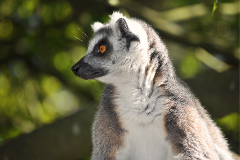Lemur Encounter