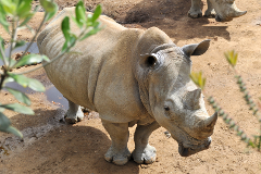 Rhino Encounter