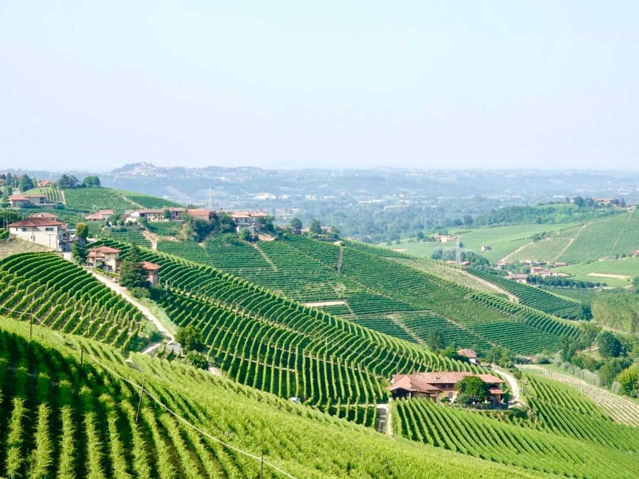 Alba and Barolo tasting semi private tour, max 7 people