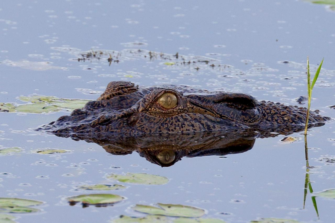  A Kakadu & Yellow Water Cruise Special Day Tour